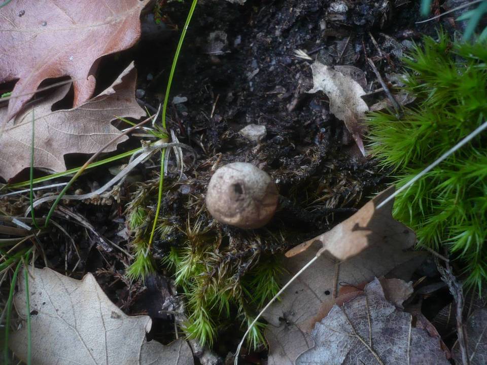 Bovista pusilliformis image