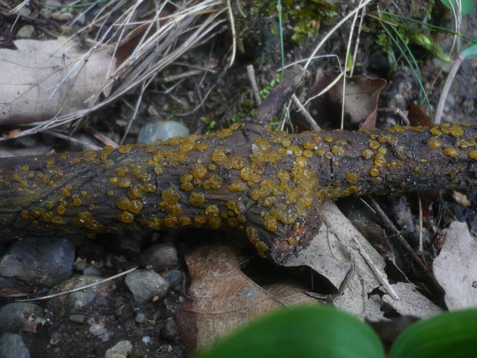 Dacrymyces minor image