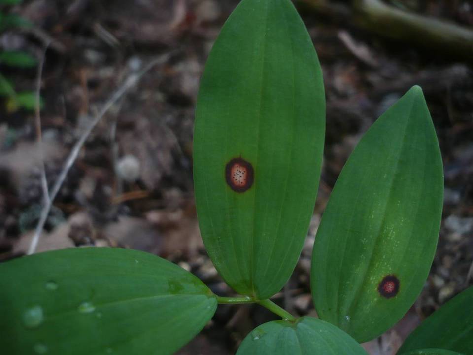 Phyllosticta polygonati image