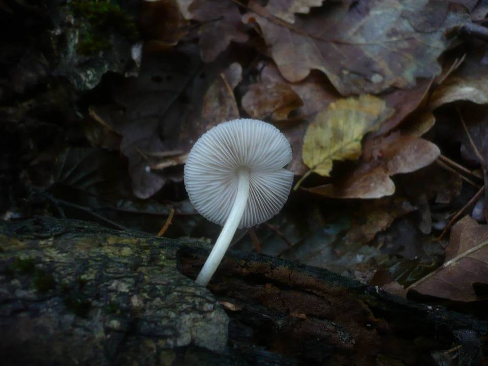 Pluteus plautus image