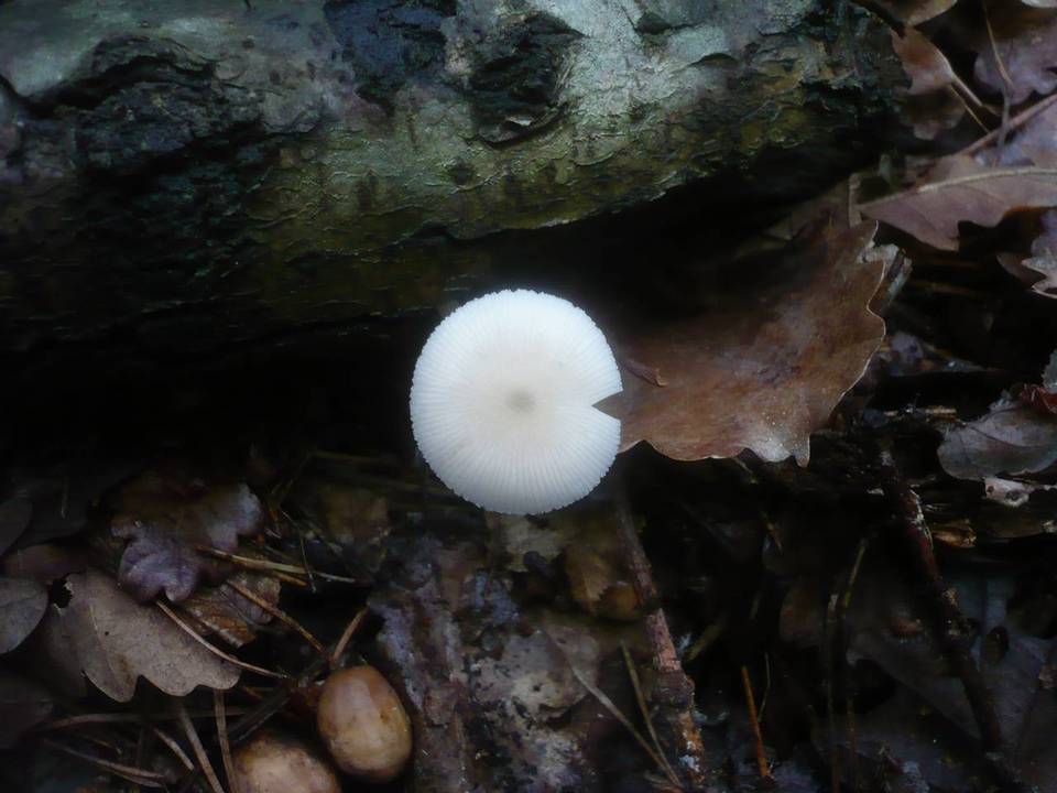 Pluteus plautus image