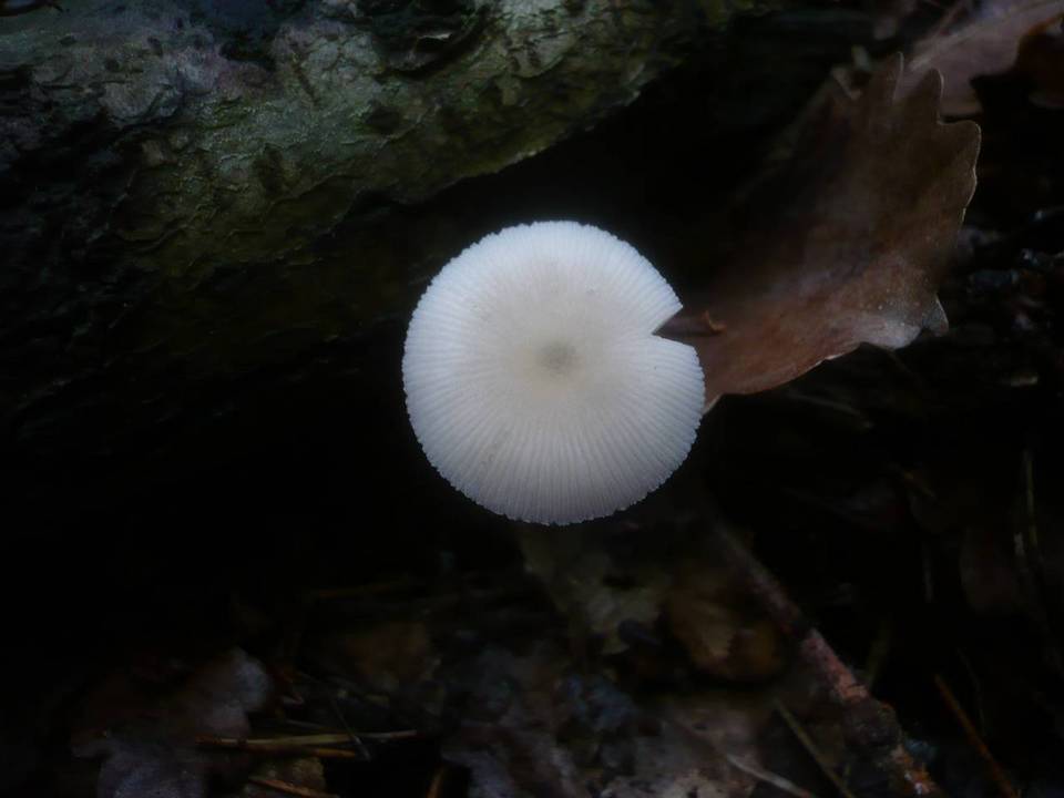 Pluteus plautus image
