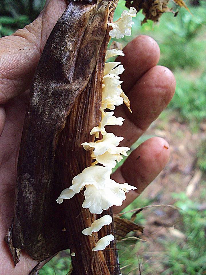 Lentinus copulatus image
