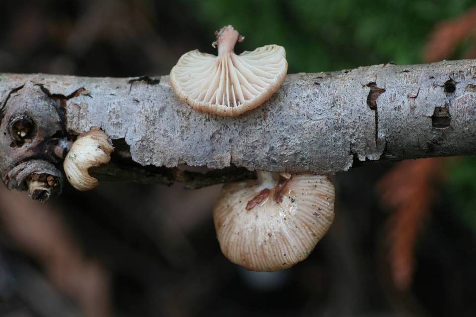 Pleurotopsis longinqua image
