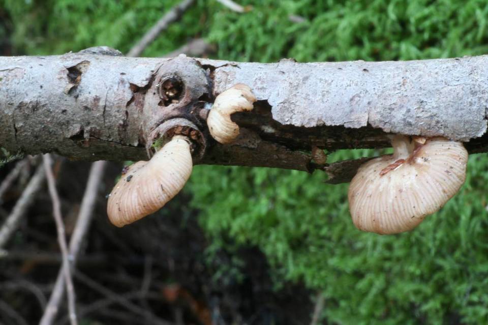 Pleurotopsis longinqua image