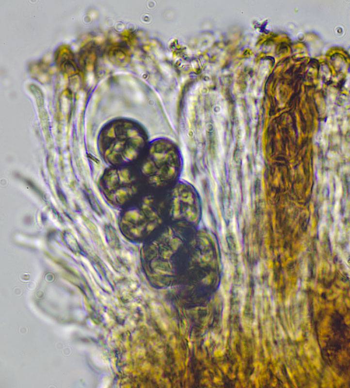 Diplotomma chlorophaeum image
