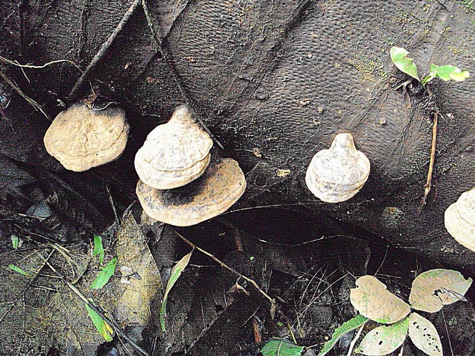 Ganoderma testaceum image
