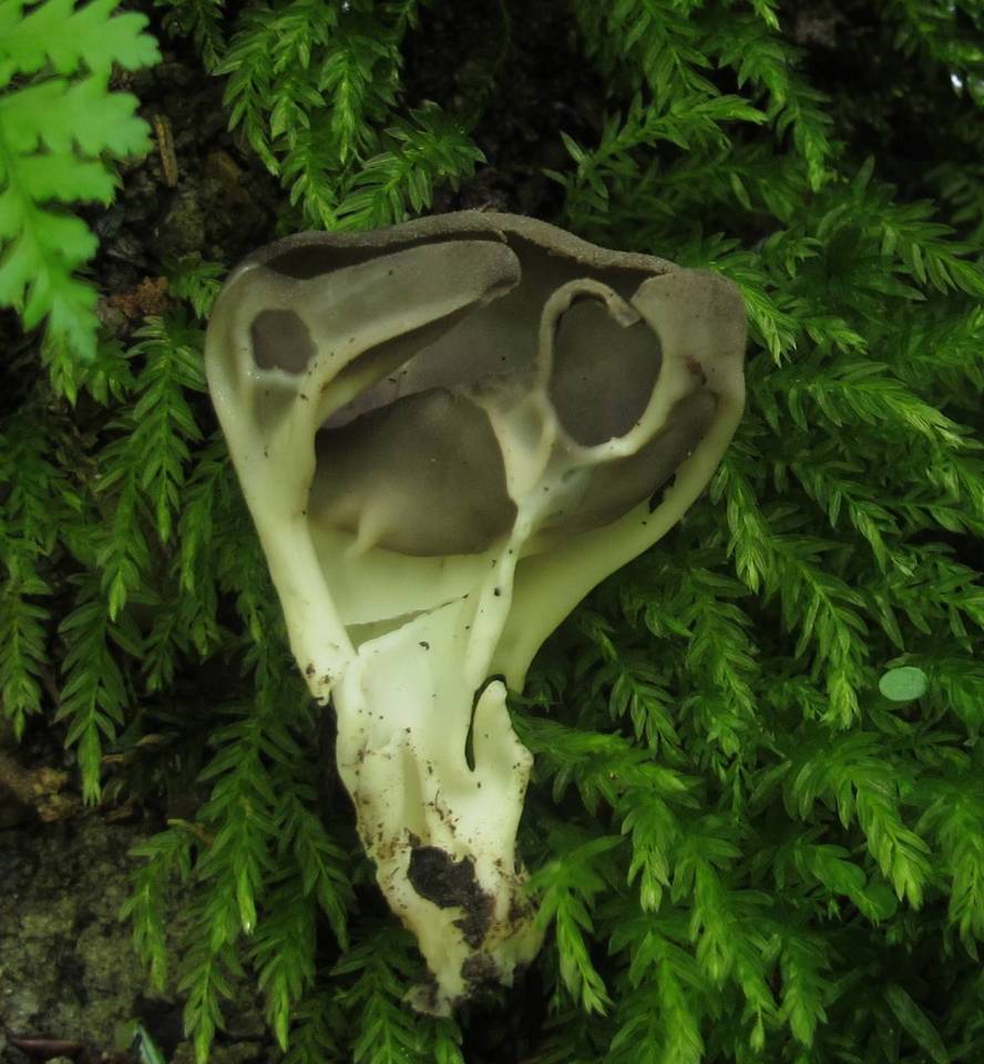 Helvella griseoalba image