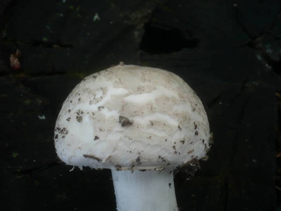 Amanita strobiliformis image