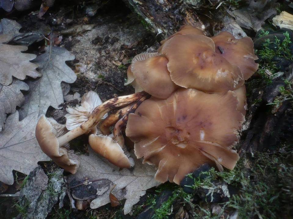 Gymnopus fusipes image