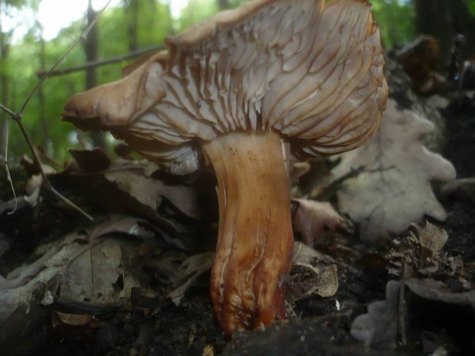 Gymnopus fusipes image