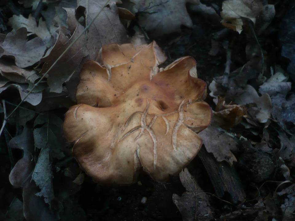 Gymnopus fusipes image