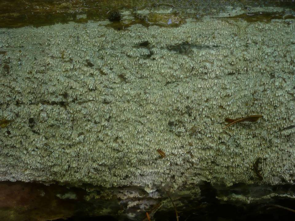 Hyphodontia aspera image