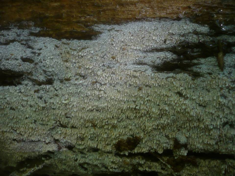 Hyphodontia aspera image