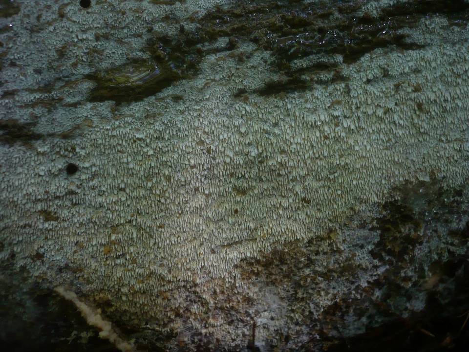 Hyphodontia aspera image