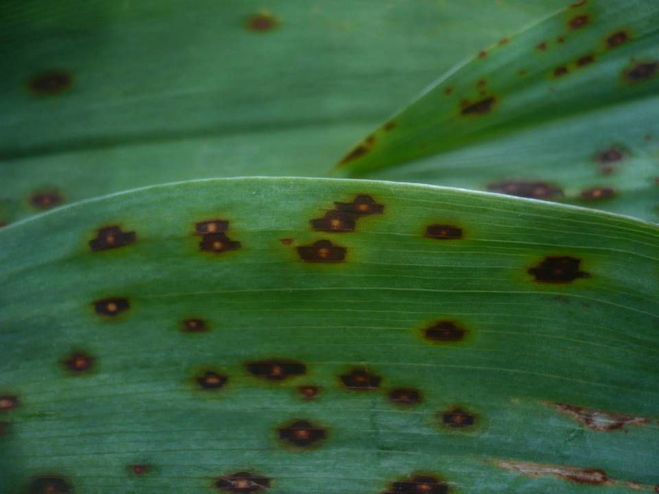 Phyllosticta convallariae image