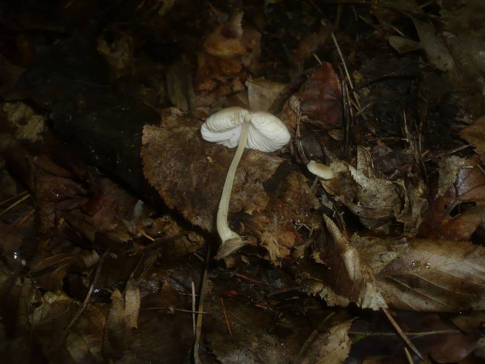 Pluteus plautus image
