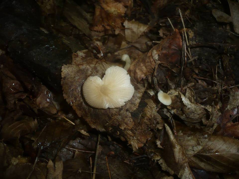 Pluteus plautus image
