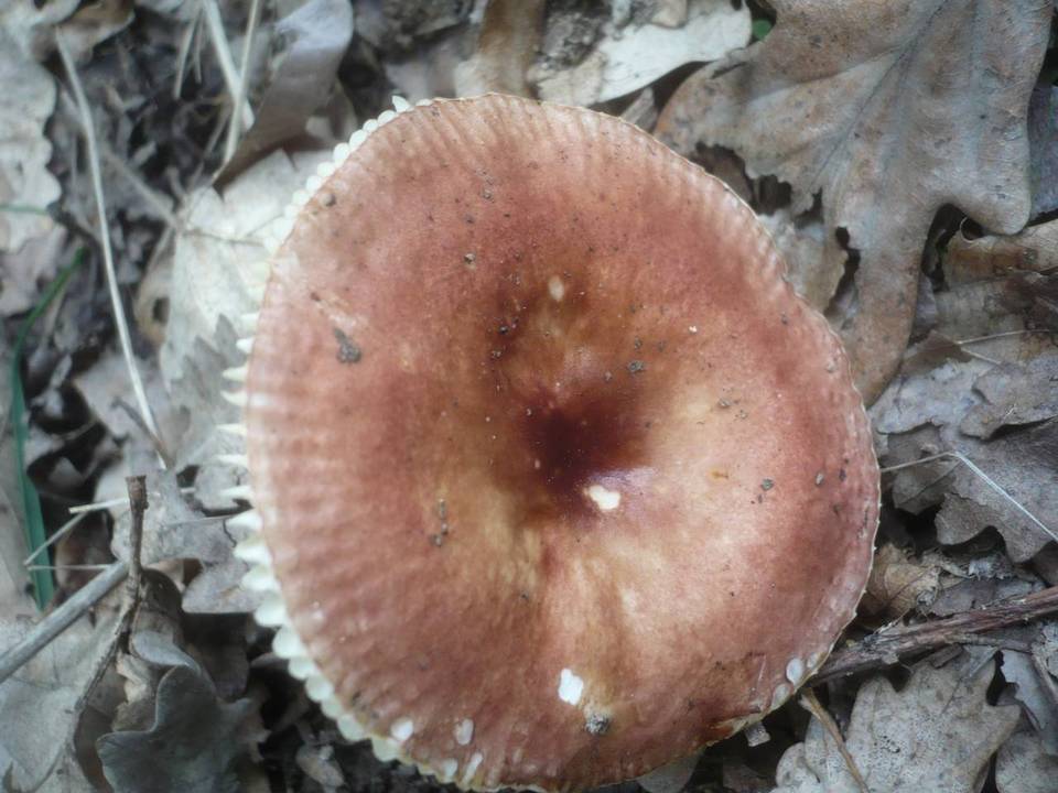 Russula odorata image