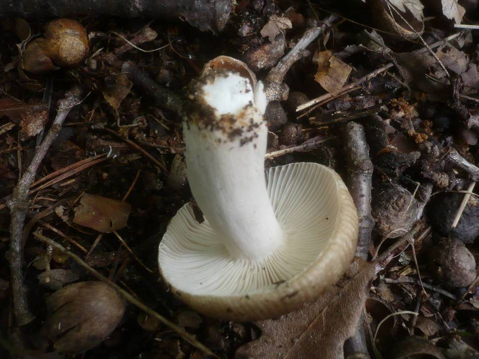 Russula praetervisa image