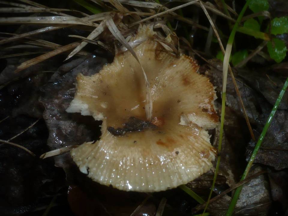 Russula praetervisa image