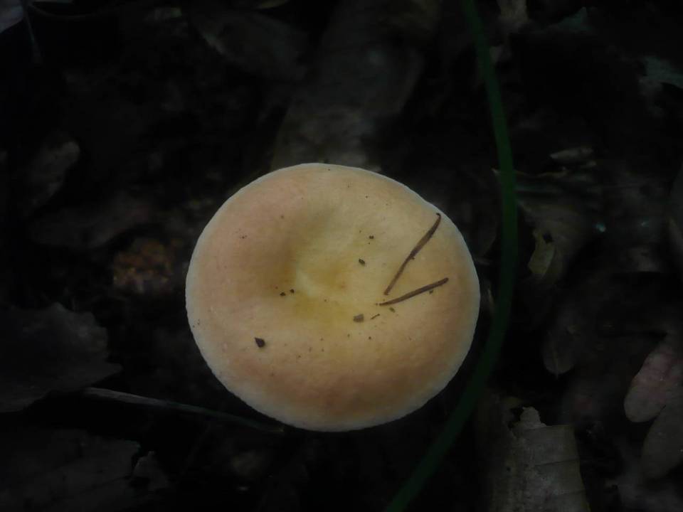 Russula risigallina image