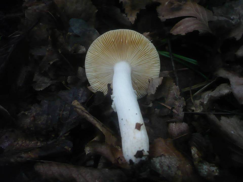 Russula risigallina image
