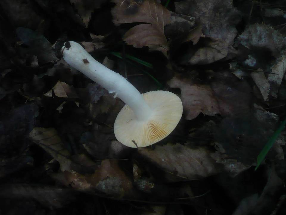 Russula risigallina image