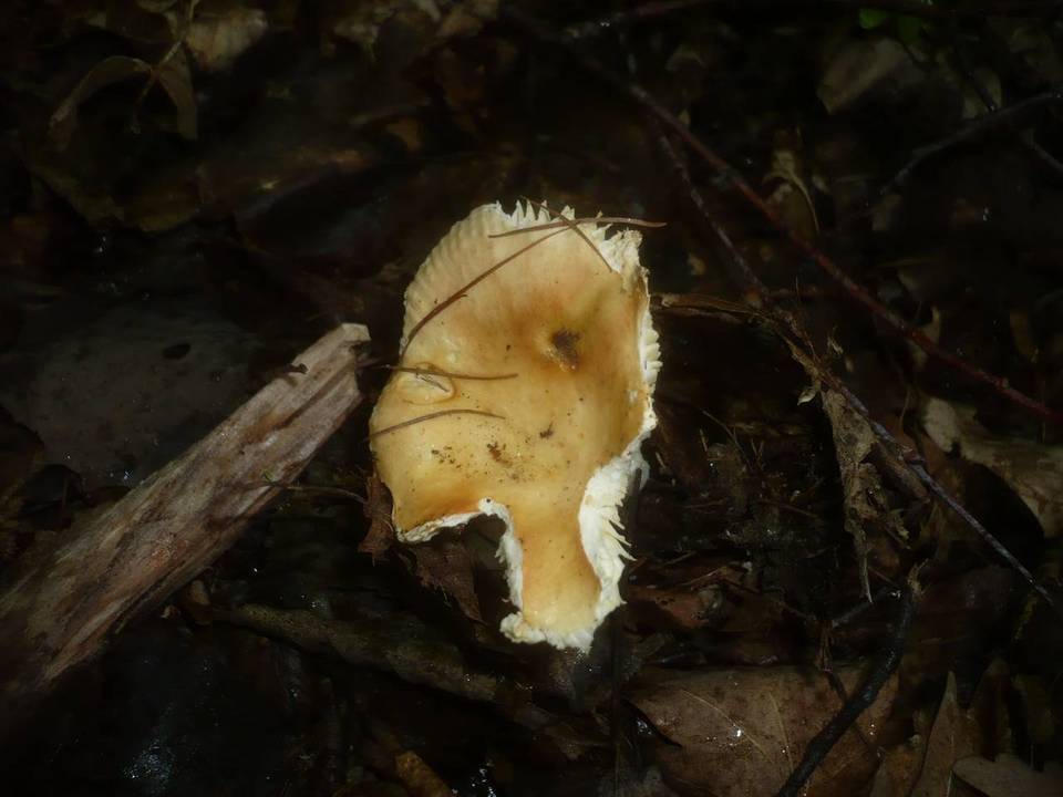 Russula risigallina image