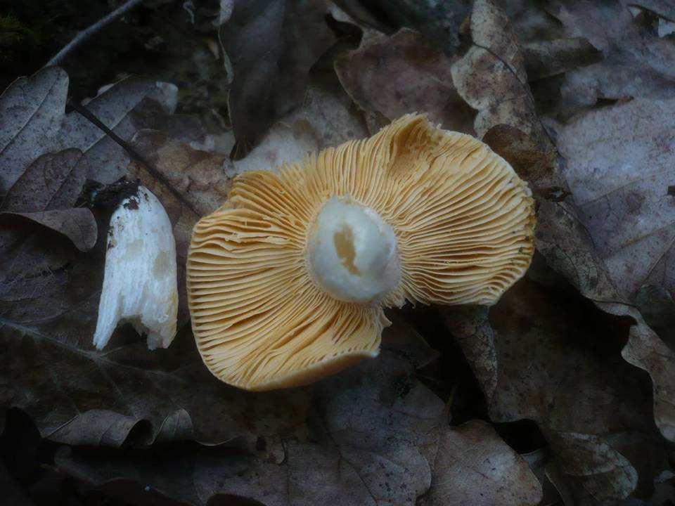 Russula risigallina image