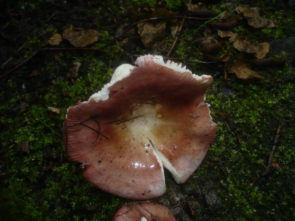 Russula velenovskyi image