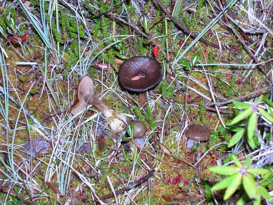 Cortinarius scaurus var. sphagnophilus image