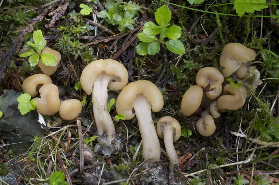 Pachycudonia monticola image