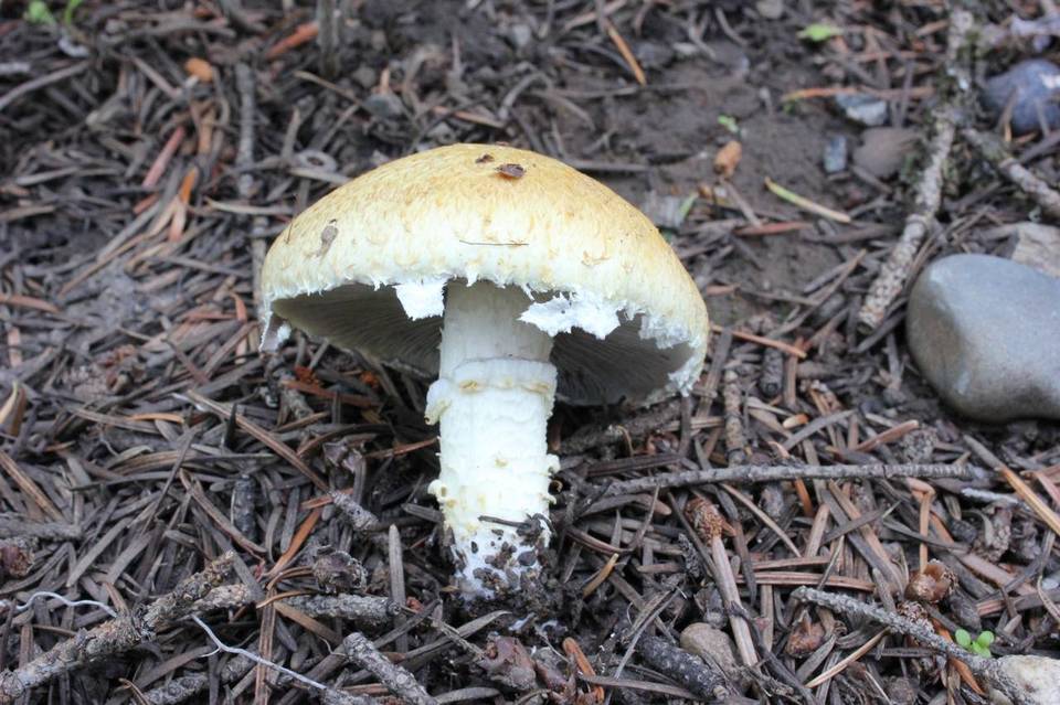 Stropharia kauffmanii image