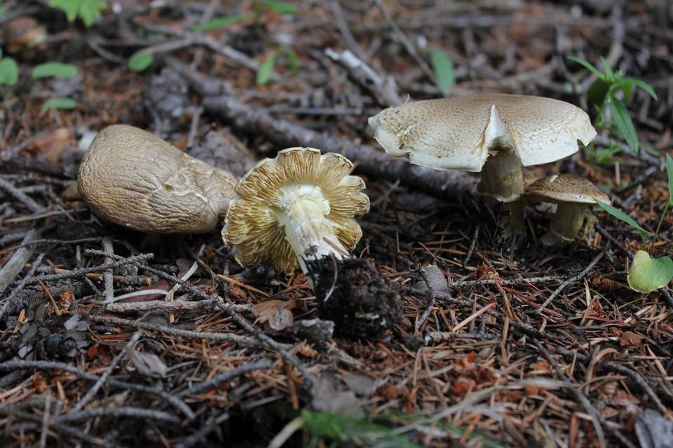Floccularia luteovirens f. alba image