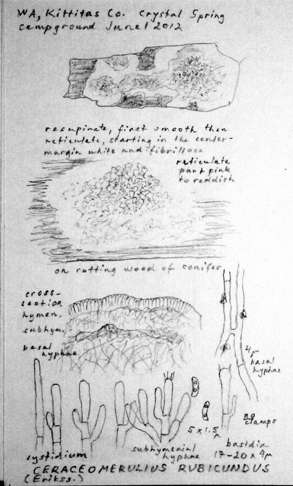 Ceraceomerulius rubicundus image