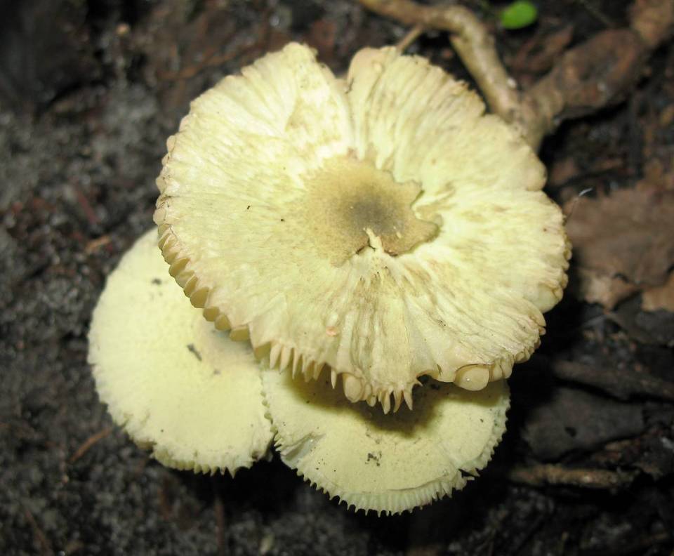 Leucoagaricus viridiflavoides image