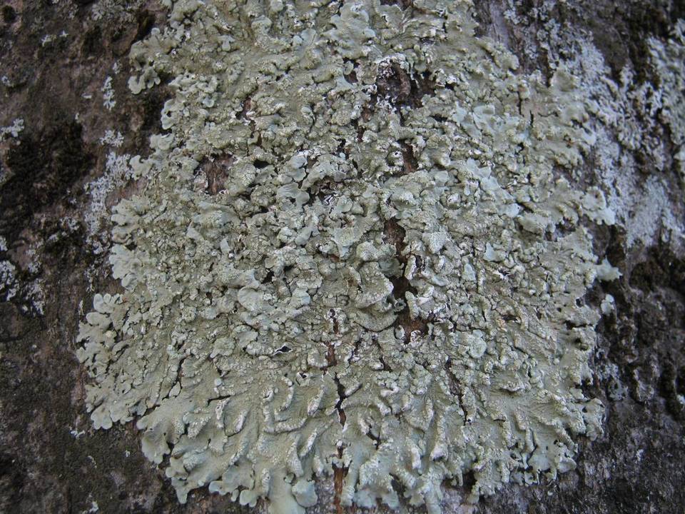 Flavoparmelia soredians image