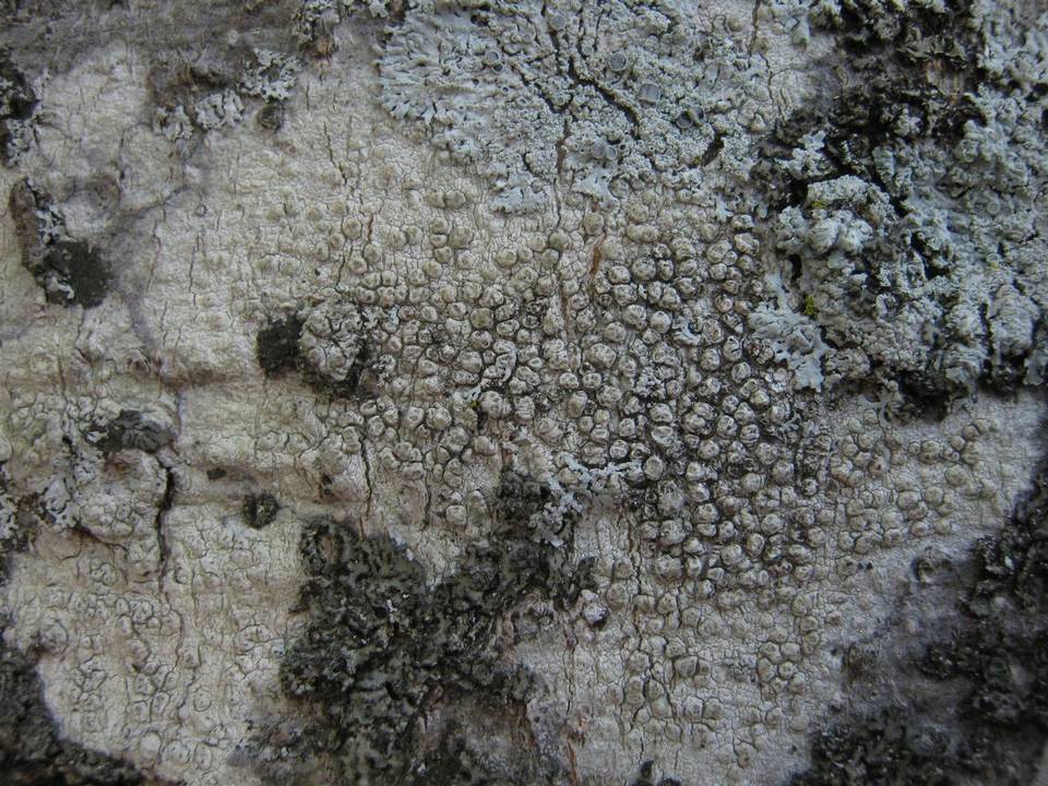 Pertusaria heterochroa image