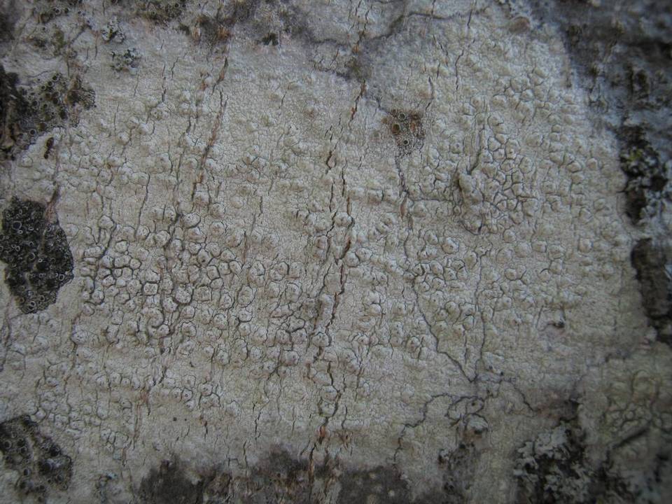 Pertusaria heterochroa image