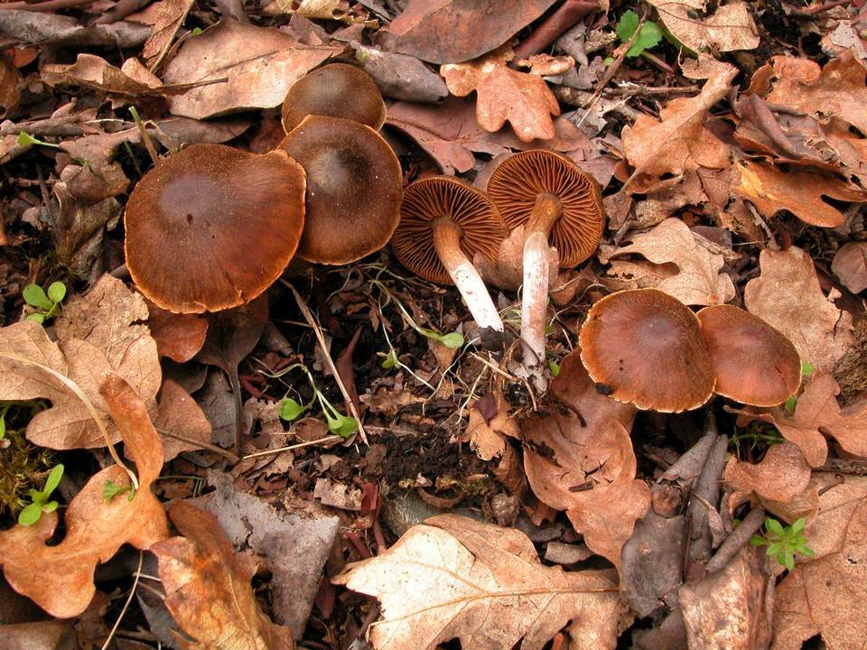 Cortinarius vernus image