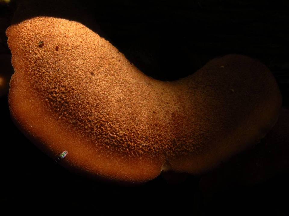 Lentinellus ursinus var. ursinus image