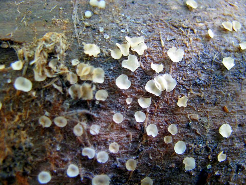 Orbilia crenatomarginata image