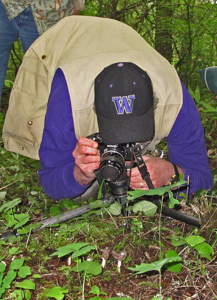 Helvella dissingii image