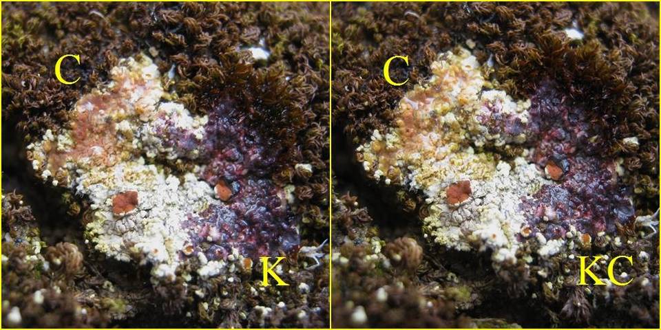 Gyalolechia fulgens image