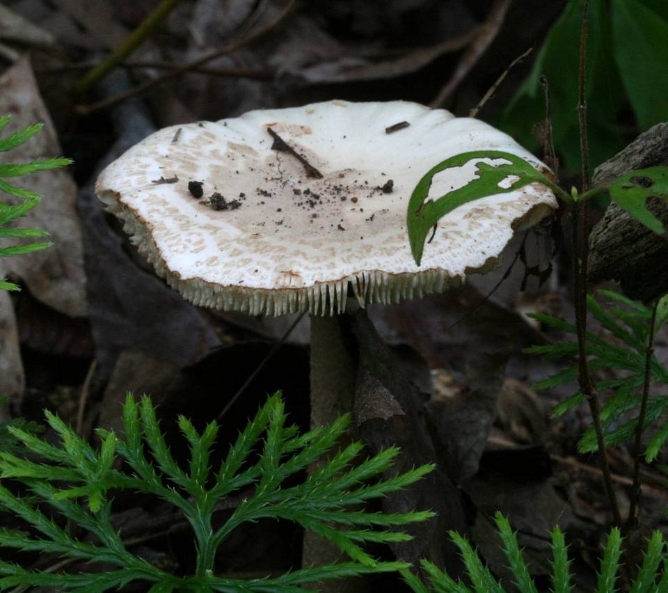 Amanita dolichopus image