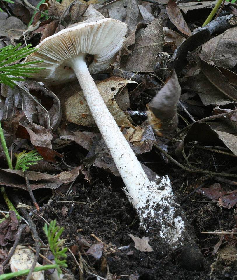 Amanita dolichopus image