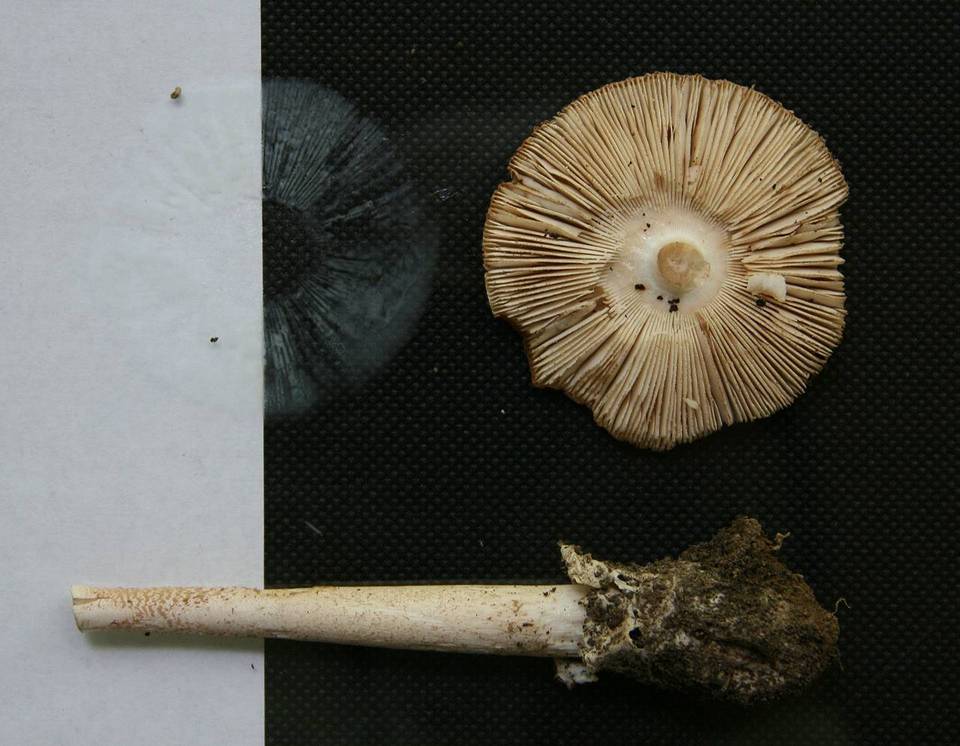 Amanita dolichopus image