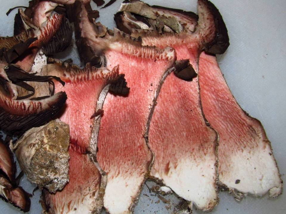Agaricus pequinii image