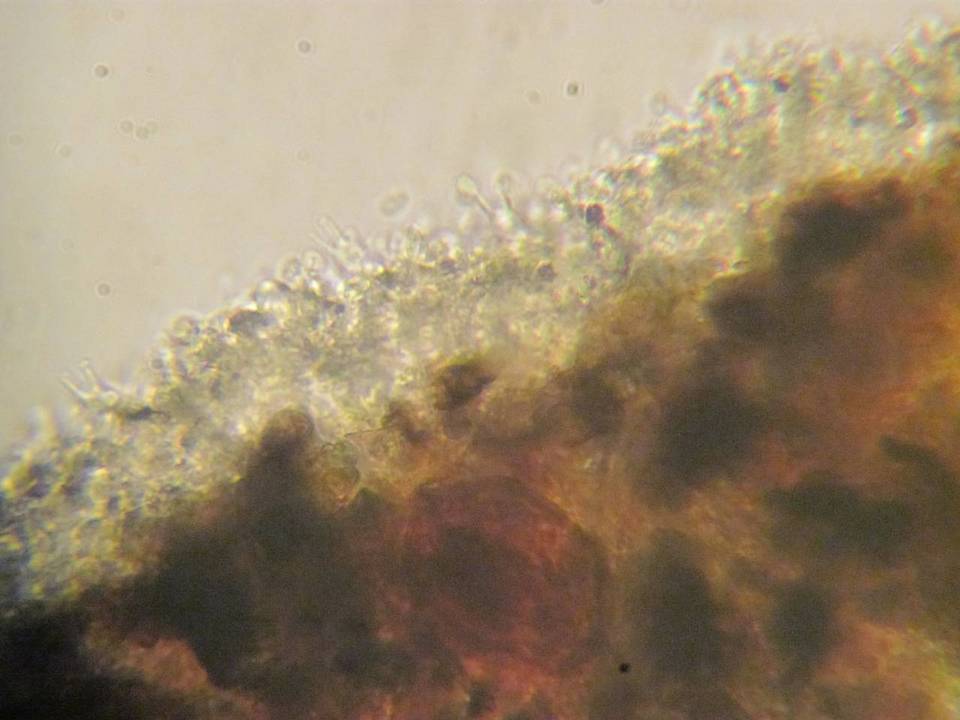 Xenasma tulasnelloideum image